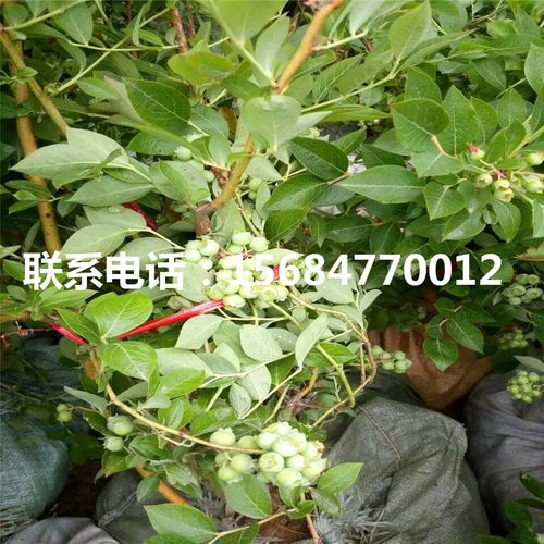  结香花卖多少钱一棵，一株结香花的售价，结香花一棵多少钱？--第1张