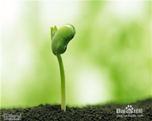  植物传播种子方法，植物种子传播的奇妙方法--第1张