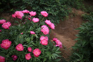  芍药花与牡丹花的区别——图片展示--第1张
