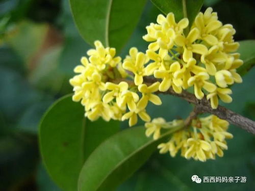  八月桂花图片，芬芳的季节，八月桂花图片，芬芳的季节，桂花盛开的美丽瞬间--第1张