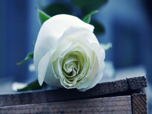  白玫瑰花语三朵，纯洁、尊敬与承诺，三朵白玫瑰的花语，纯洁无瑕、庄重承诺、尊敬之情--第1张