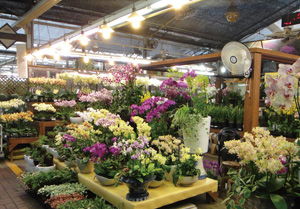  新乡市鲜花店在什么位置，新乡市鲜花店位置，新乡市鲜花店位于新乡市各个区域都有分布，具体位置需要进一步查询和了解。--第1张