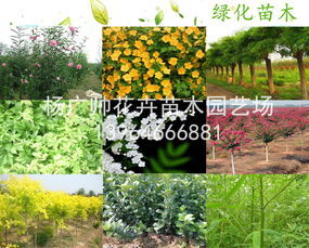  绿化苗木品种大全图册--第1张