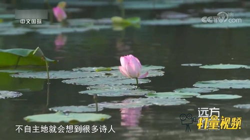  花中君子是什么意思--第1张