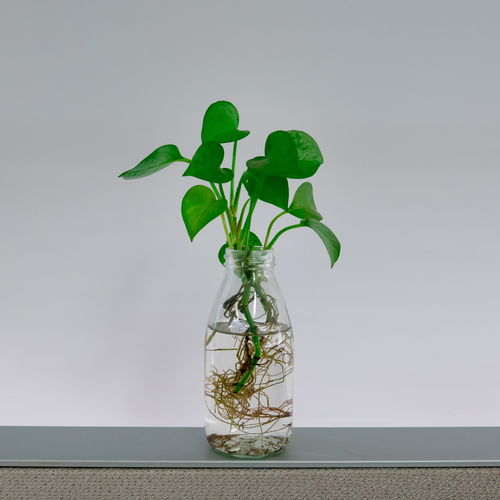  可长期养的水培植物--第1张