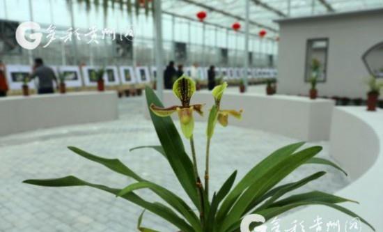  中国花卉协会兰花分会，兰花界的璀璨明珠--第1张