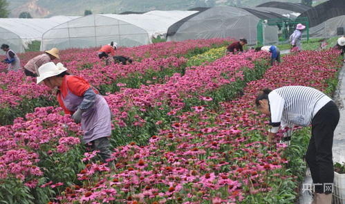  花卉种植，花卉种植，从选择到养护的全面指南--第1张
