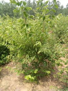  金银木价格，市场动态与影响因素分析--第1张