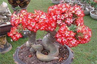  沙漠玫瑰有毒吗