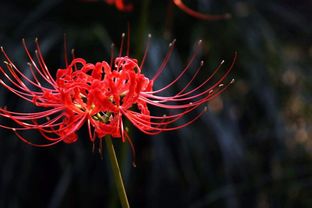 彼岸花，1000张精选图片欣赏，彼岸花之美，1000张精选图片欣赏--第1张