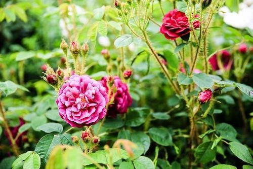  玫瑰花的唯美句子，玫瑰花的浪漫唯美句子--第1张
