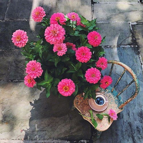  离我最近的鲜花批发市场——鲜花的美丽与价格的实惠，离我最近的鲜花批发市场，鲜花的美丽与价格的实惠--第1张