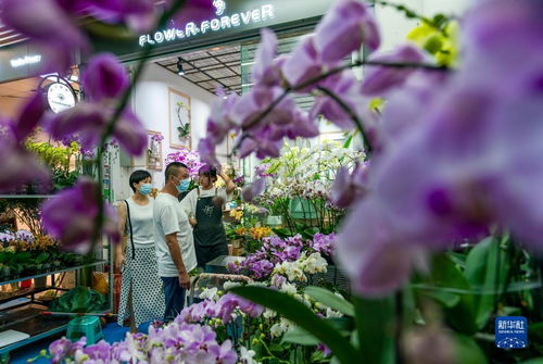  上海花卉市场的繁荣景象，花卉交易的魅力与文化，上海花卉市场的花卉交易魅力与文化繁荣景象--第1张