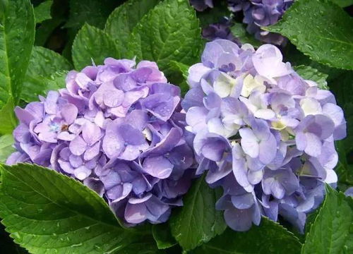  粉色绣球花的花语，无尽的爱与永恒的幸福--第1张