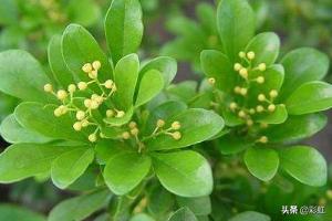  米兰花的养殖方法和注意事项，米兰花的养殖技巧与注意事项，轻松打造繁花似锦的美丽环境--第1张
