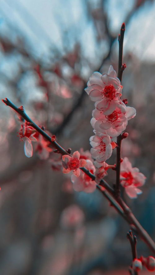 梅花的样子图片，梅花盛开的美丽景象--第1张