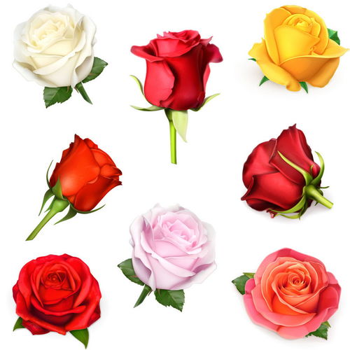  21朵玫瑰花代表的含义，21朵玫瑰花，爱的承诺--第1张