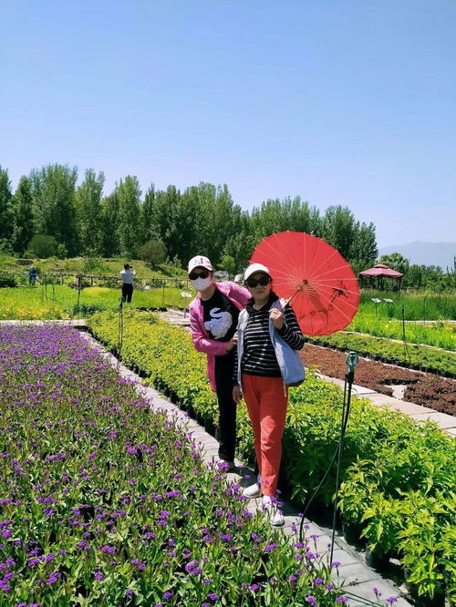  北京鲜花港，探寻花卉之美，领略自然之韵，北京鲜花港，花卉之美与自然之韵的完美融合--第1张