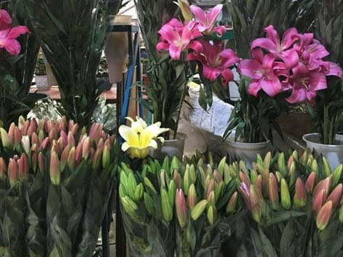  探秘国内最大的鲜花产地，鲜花之乡的魅力，探秘鲜花之乡，国内最大的鲜花产地之旅--第1张