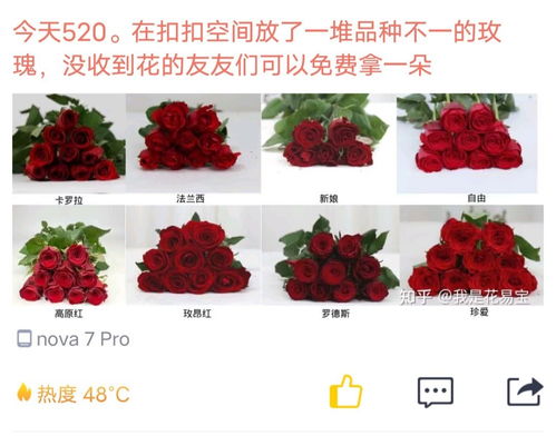  我早已为你种下999朵玫瑰，999朵玫瑰，只为你一人绽放--第1张