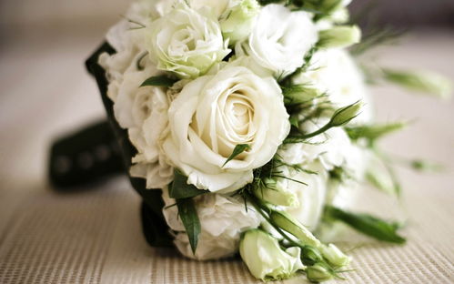  白玫瑰花花语，白玫瑰的花语，纯洁、高贵、天真、尊敬、保护。--第1张
