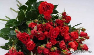  玫瑰花的介绍及特点--第1张