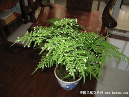  ，文竹开花很少见吗，文竹开花并不常见--第1张