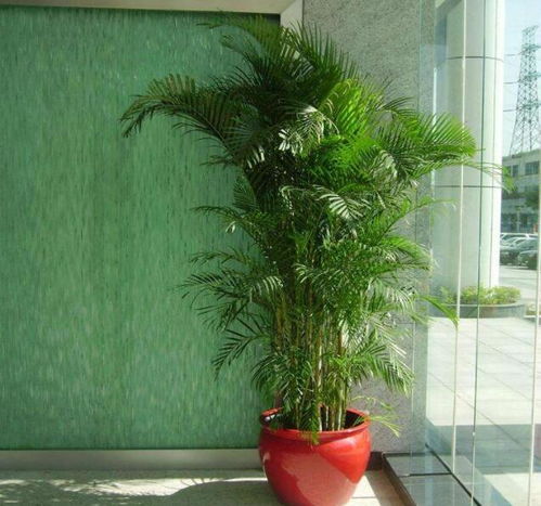  垂叶榕，家居绿植的魅力之选，家居绿植的魅力之选，打造宜居生活环境--第1张