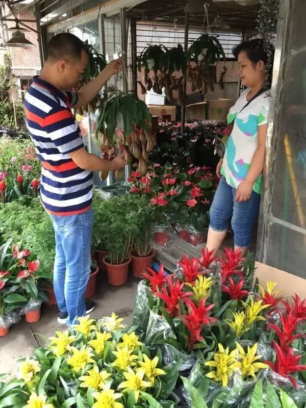  广州鲜花批发市场网站，一站式采购，品质保证--第1张