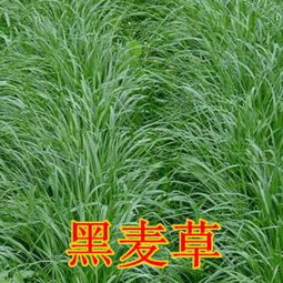  黑麦草种子图片，黑麦草种子图片，种植和养护指南--第1张