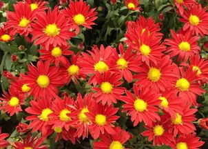  菊花的花语是什么，清雅、高洁的花语象征--第1张