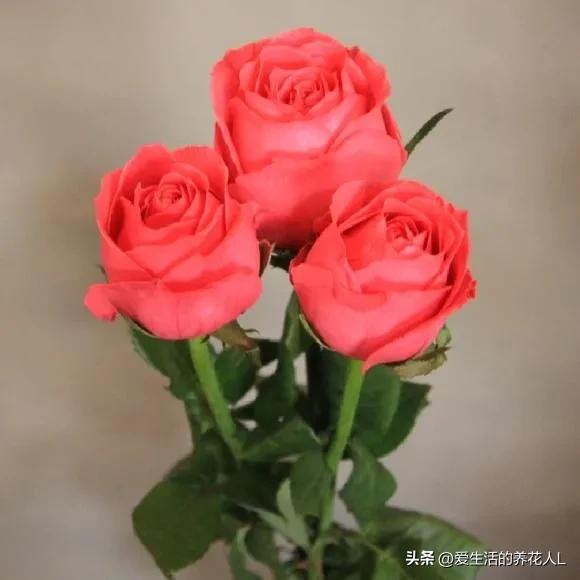  玫瑰花图片真实照片一束，美丽与真实的完美结合--第1张