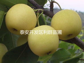 中国苗木价格查询，了解市场动态，选择优质苗木--第1张