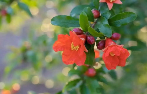  各国国花是什么花，各国国花的代表性花卉有，中国国花——牡丹；日本国花——樱花；俄罗斯国花——向日葵；美国国花——玫瑰；韩国国花——木槿花；巴西国花——卡特兰。--第1张