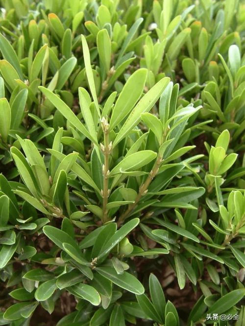  珍贵的500万元雀舌黄杨树，自然与艺术的完美结合--第1张