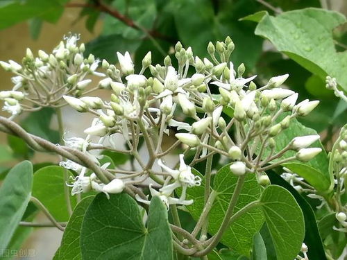  100种有毒花卉图片大全--第1张