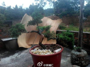 龙柏盆景，艺术与自然的完美结合，龙柏盆景，融合艺术与自然的魅力之作--第1张