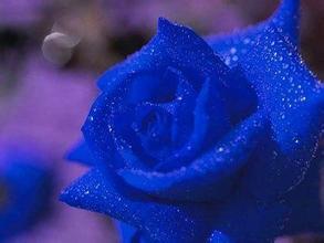  冰心蓝玫瑰，花语之谜--第1张