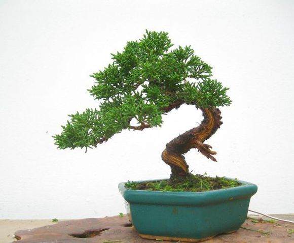  盆景交易网——盆景爱好者的天堂，盆景交易网，盆景爱好者的天堂--第1张