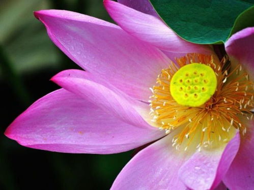 自由之花，象征洒脱与无拘无束，自由之花，无拘无束的洒脱象征--第1张