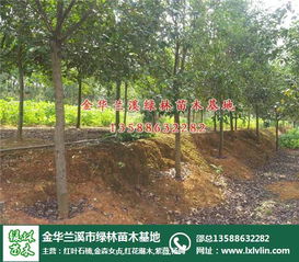  金森女贞树，美丽与价值的完美结合，金森女贞树，美丽与价值的完美结合之树--第1张