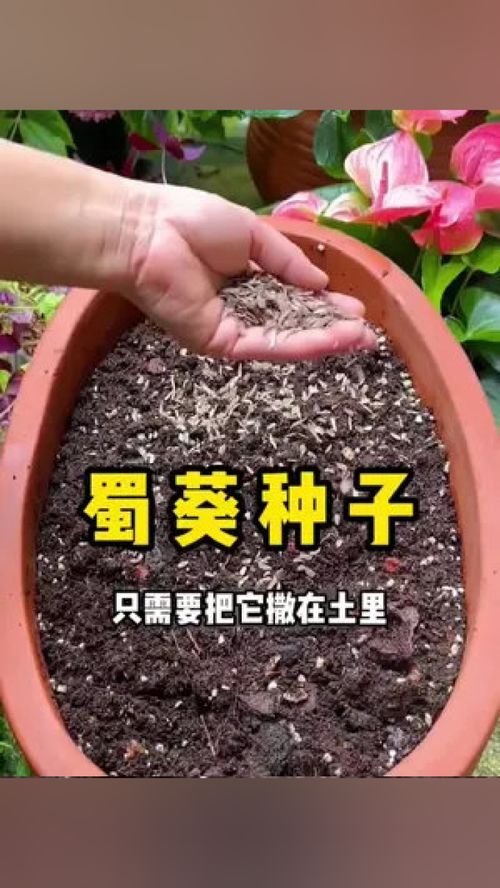  蜀葵花种子种植方法--第1张