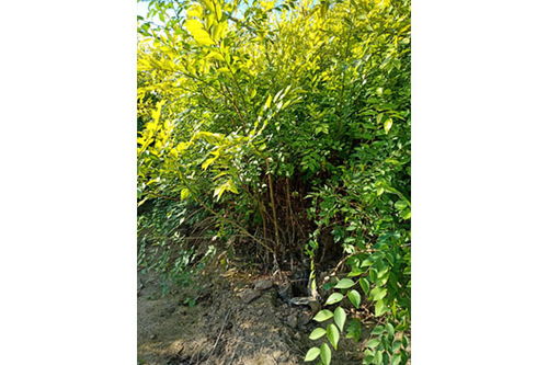  北京苗木求购信息--第1张