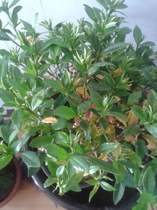  香妃茶花的养殖方法和注意事项，香妃茶花的养殖技巧与注意事项--第1张