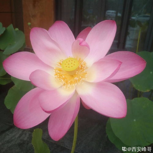  鲜花文学城网站，绽放诗意，连接世界--第1张
