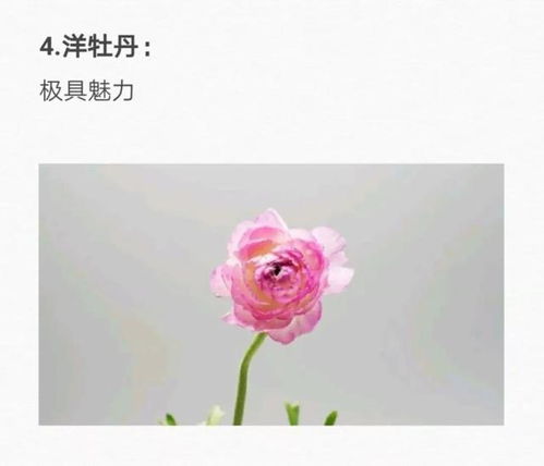  花语大全，50种花的花语--第1张