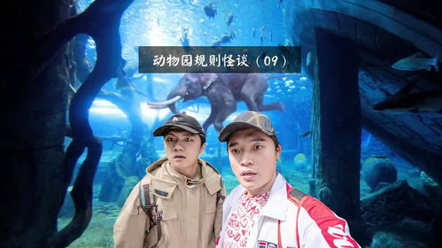  短剧龙城飞将全集观看--第1张