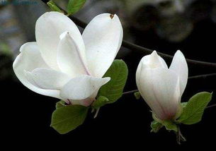  白玉兰树苗，种植与养护的全面指南，白玉兰树苗种植与养护全面指南，从选购到管理--第1张