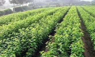  求购苗木网免费，轻松找到优质苗木，实现绿色家园梦想--第1张