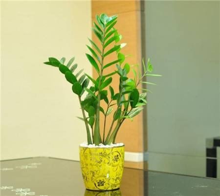  客厅最旺财的植物，客厅最旺财的植物有富贵竹、蓬莱松、绿萝、君子兰、发财树和多肉植物等。--第1张